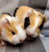 Meerschweinchenbabys